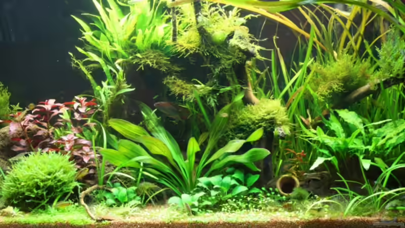 27.4.09 von Apistofan (6)