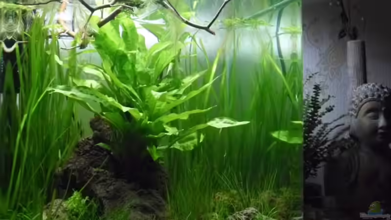 27.4.2010 Ansicht von vorn von Mats (3)