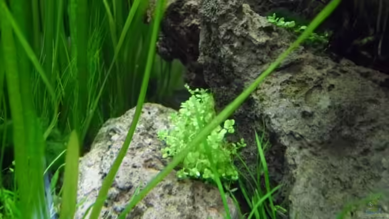 27.4.2010 Lava Steine aus der Eifel von Mats (26)