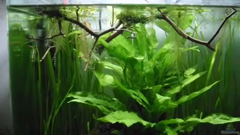 27.4.2010 Schwimmender Ast mit Java-Moos von Mats (27)