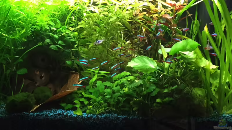 27.5.2015 von Yasmine (7)