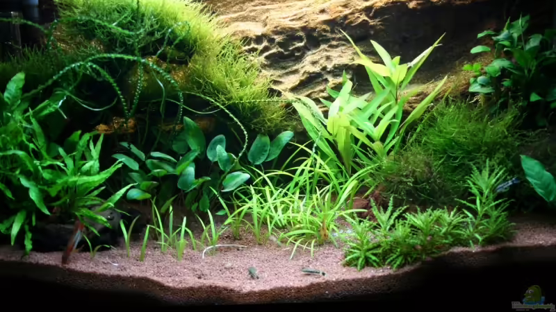 27.5 von Apistofan (2)