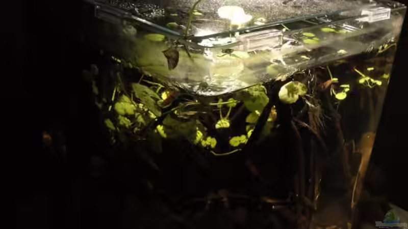 27.7.12 von Laura (7)