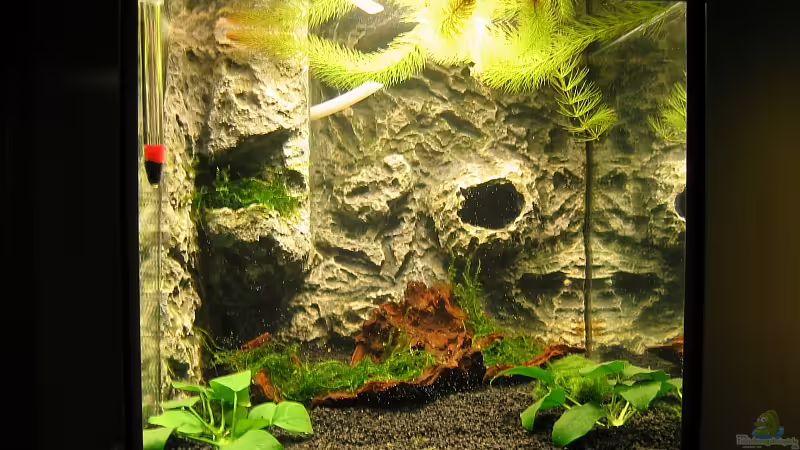 27 Liter Nanobecken  von Thomas D. (1)