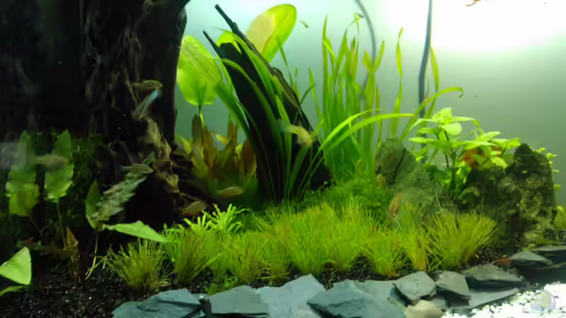 28. 6. 12 von madapusa (17)