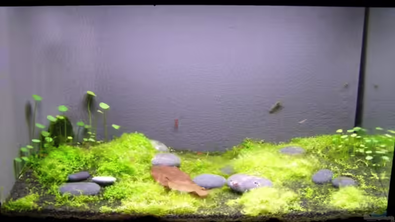 28. Januar 2008 von redcherry (2)