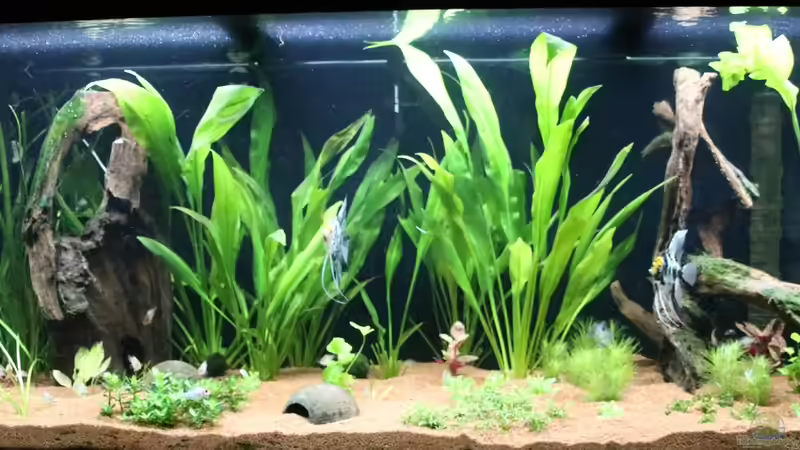 28. Neue Pflanzen und einige Umgestaltungen von coachdriver_uwe (28)