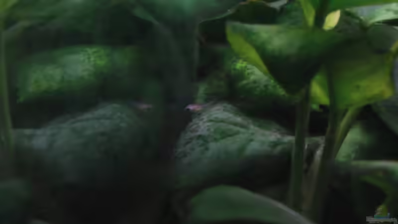 28.01.2009 Maulbrüter Nachwuchs im Freien von Trooper (14)