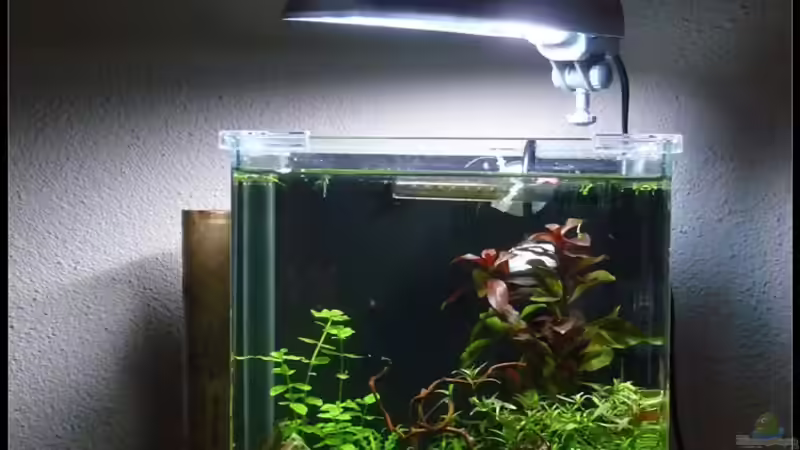 28.01.2009 von *Dominique* (2)