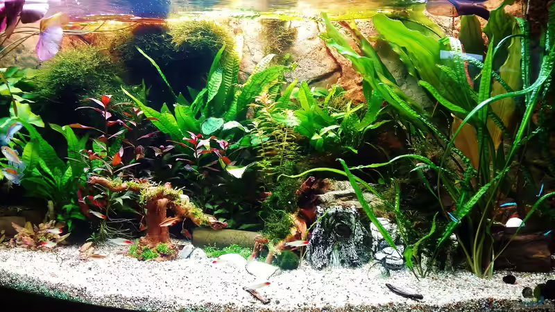 28.01.2016 jetzt gefällt es mir schon besser von Thomas Müller (13)