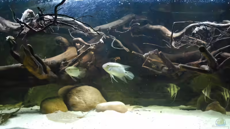 28.02.13 von Amazonasbecken.eu (5)