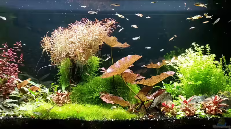 28.02.2016 von Ichigo (25)