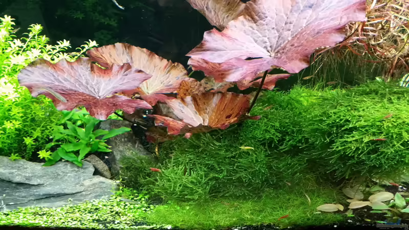 28.02.2016 von Ichigo (26)