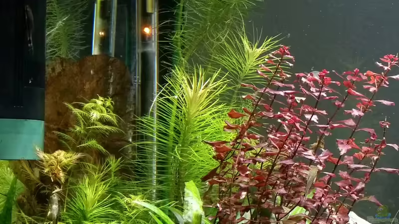 28.02.2016 von Ichigo (28)