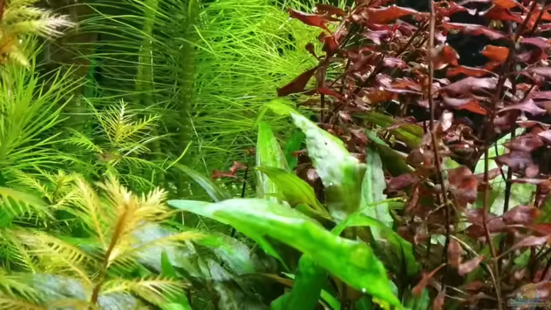 28.02.2016 von Ichigo (29)