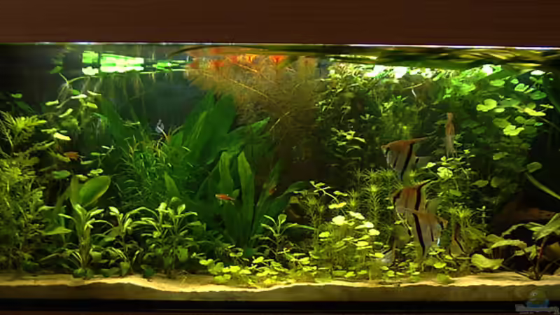 28.03.09 von Mario74 (7)