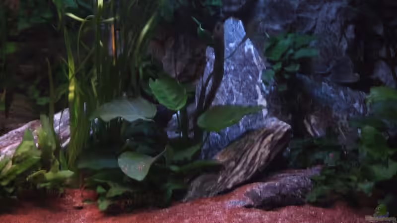 28.03.10 von Der Schweizer (6)