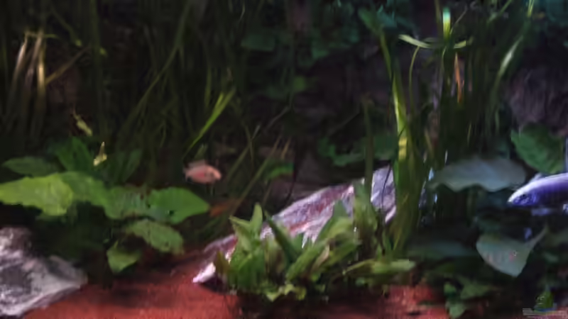 28.03.10 von Der Schweizer (7)