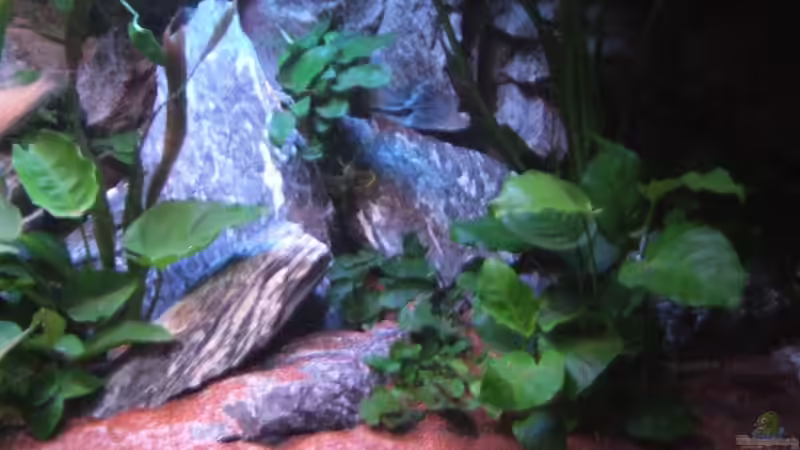 28.03.10 von Der Schweizer (8)