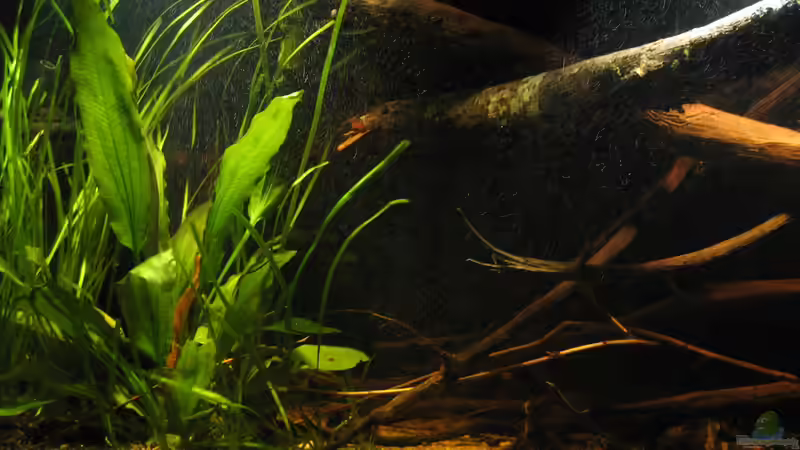 28.03.2017 von der Theoretiker (13)