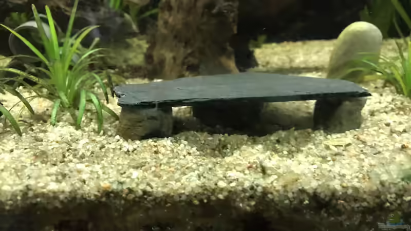 28.03.24 Unterstand mittig vorn im Becken von herkla (18)