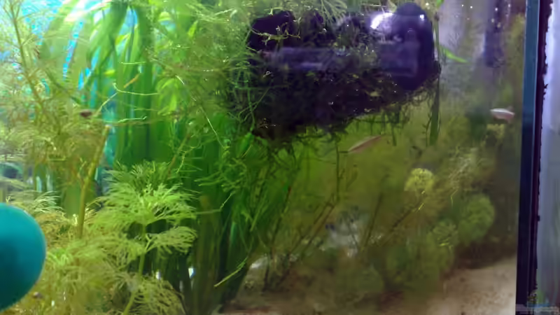 28.04.2009 von Welslau (3)