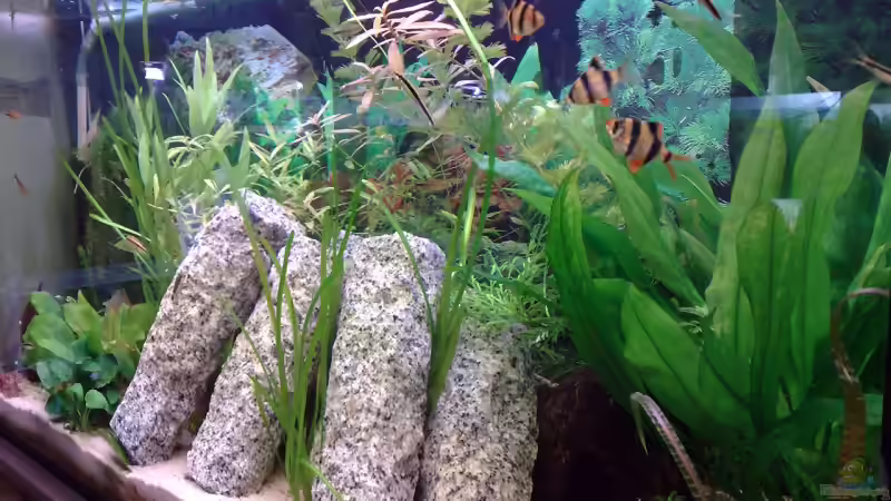 28.04.2009 von Welslau (3)