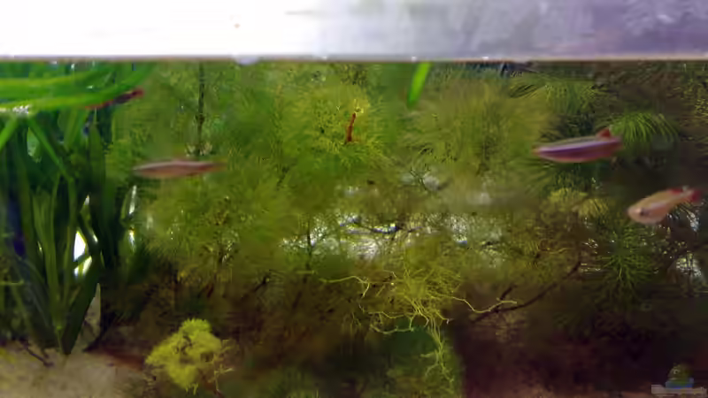 28.04.2009 von Welslau (4)