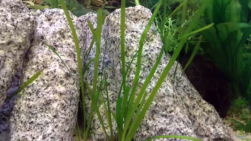 28.04.2009 von Welslau (4)