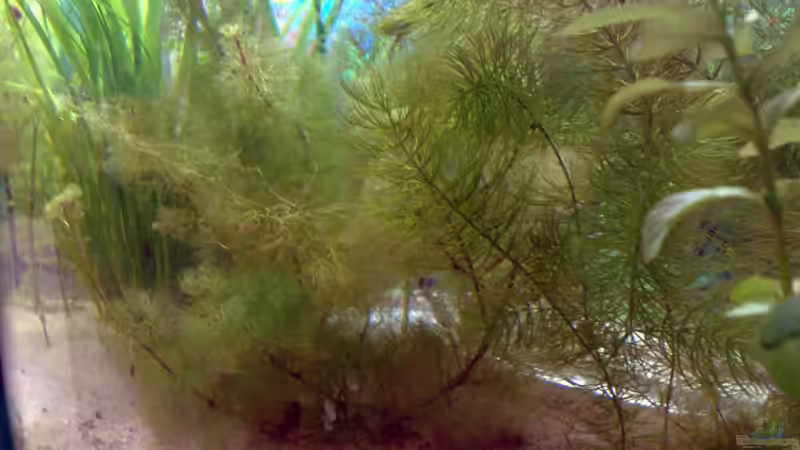 28.04.2009 von Welslau (5)