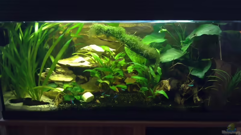 28.05.2011 von Koehler (6)