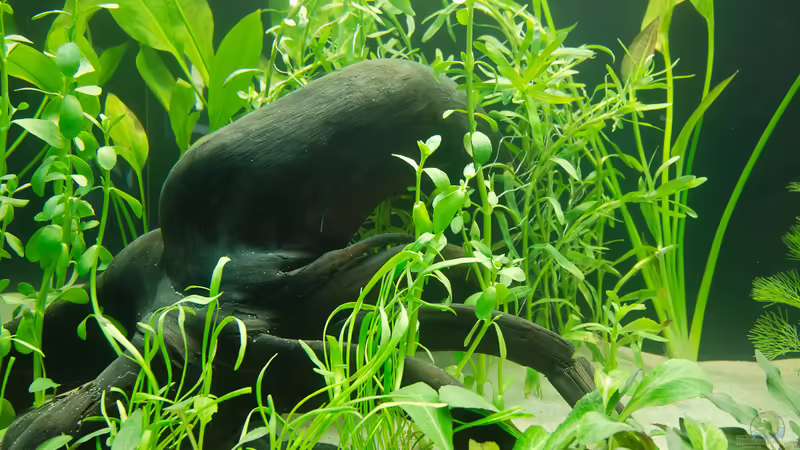 28.05.2012 links von Nico Frische (6)