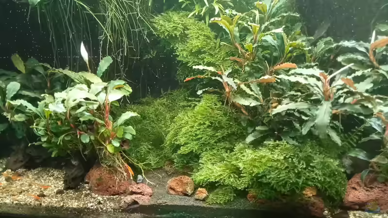 28.05.2023 von Mr-Shrimp (68)