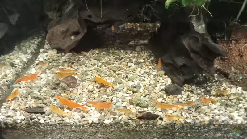 28.05.2023 von Mr-Shrimp (76)