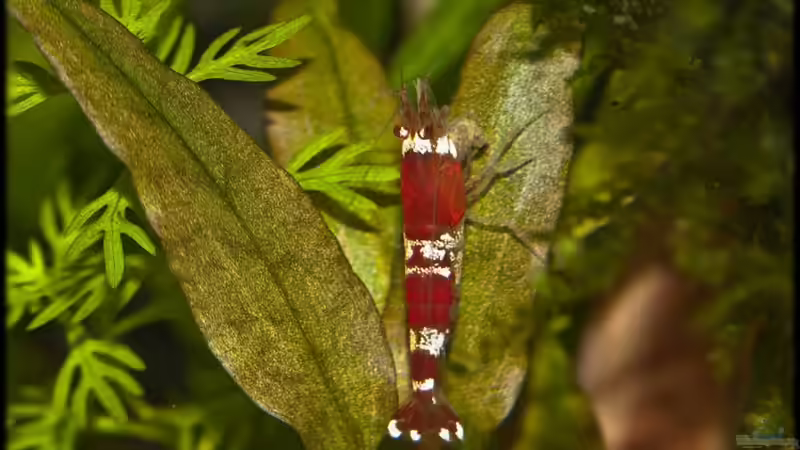 28.06.11 von Ralf64 (52)