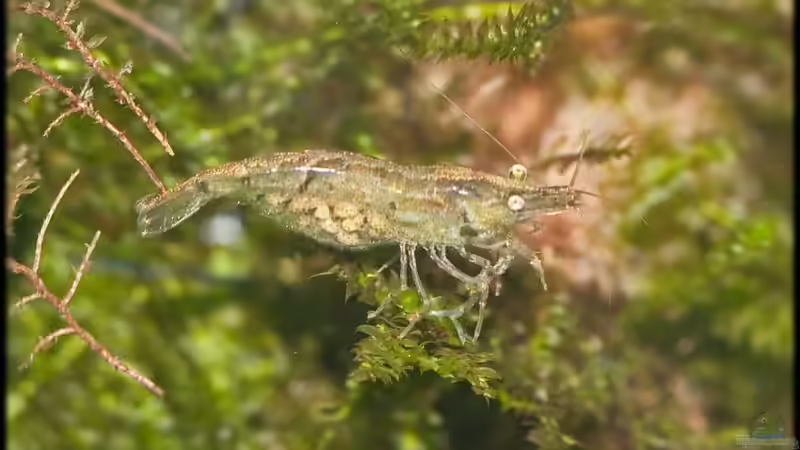 28.06.11 von Ralf64 (53)