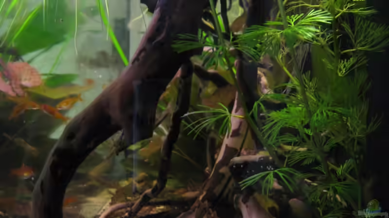 28.07.13/von rechts von Jemafa (7)