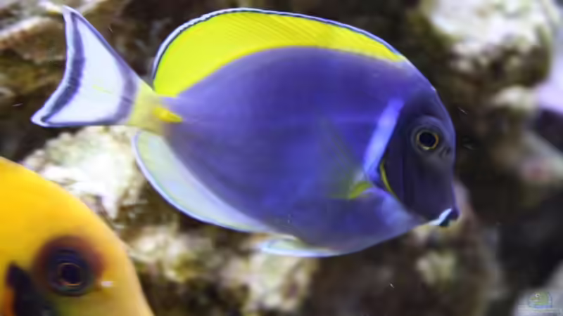 28.07.2009 von Stephan Ascher (55)