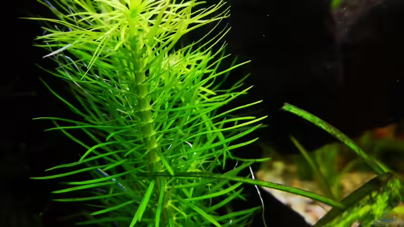 28.07.2018 neue Pflanze heute eingesetzt von Sven2501 (11)