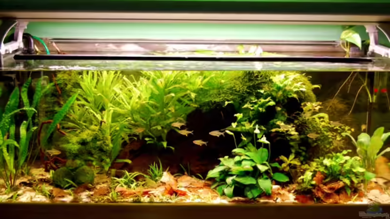 28.08.09 von Danubia (1)