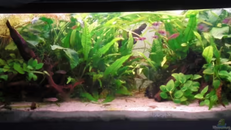 28.08.09 vorm Gärtnern von Dominik (18)