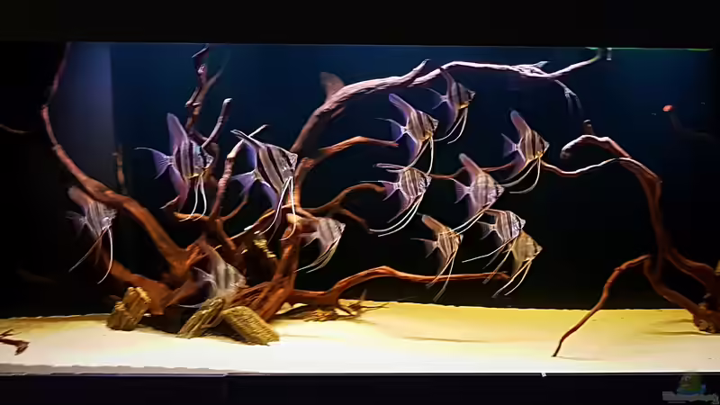 28.08.18 von Dani B (5)