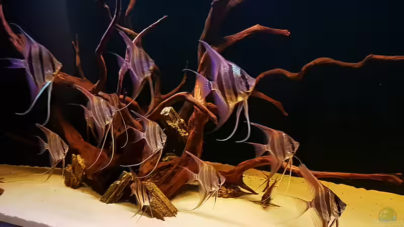 28.08.18 von Dani B (7)