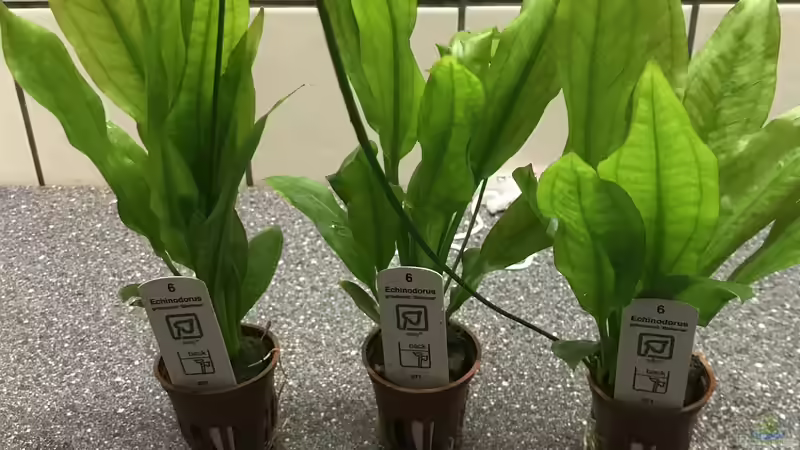 28.09.2024 Echinodorus bleheri aus diesen drei Töpfen habe ich 8 Pflanzen bekommen von herkla (39)