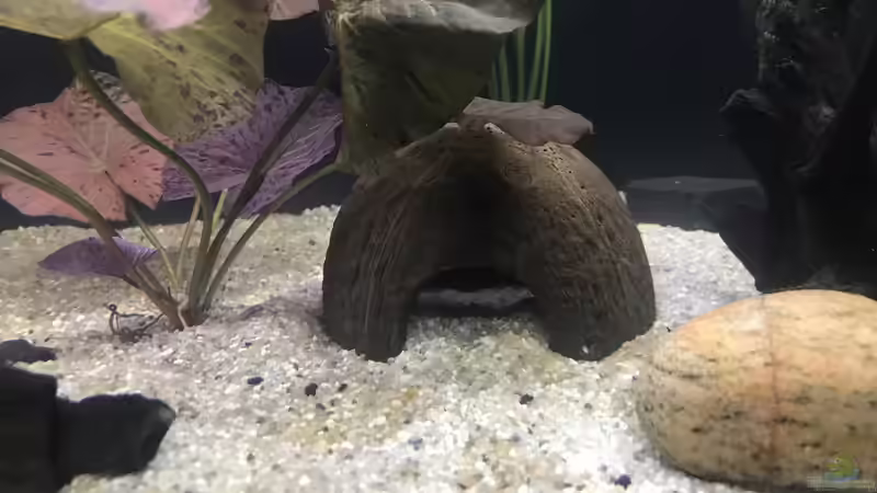 28.09.24 Kokosnusshöhle von herkla (13)