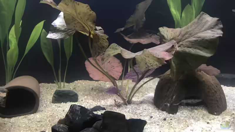 28.09.24 Nymphaea lotus mittig von herkla (41)