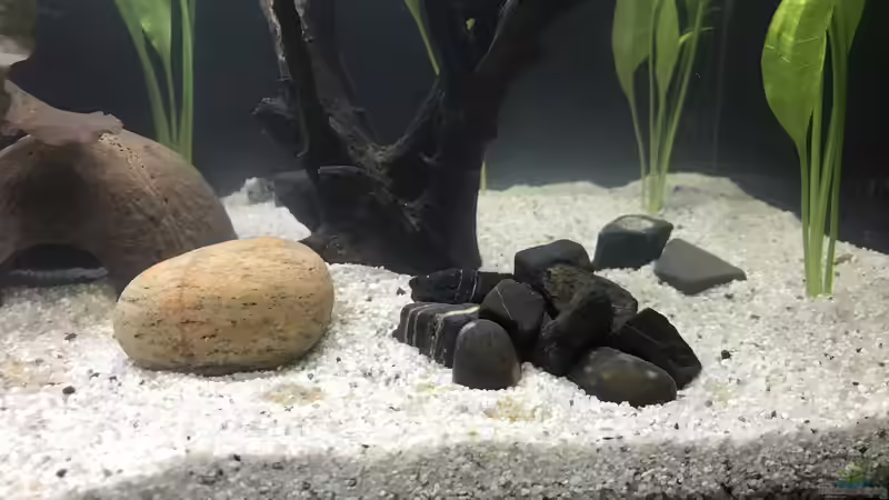 28.09.24 schwarze Kieselsteine rechtsseitig von herkla (16)