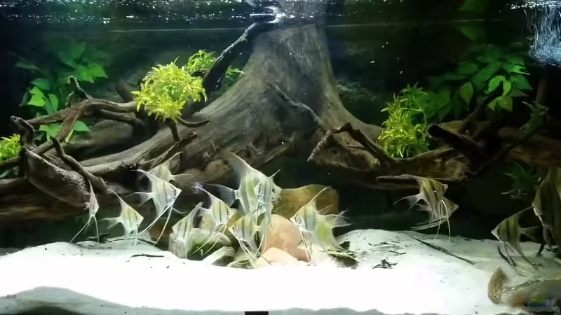 28.10.15 von Amazonasbecken.eu (8)