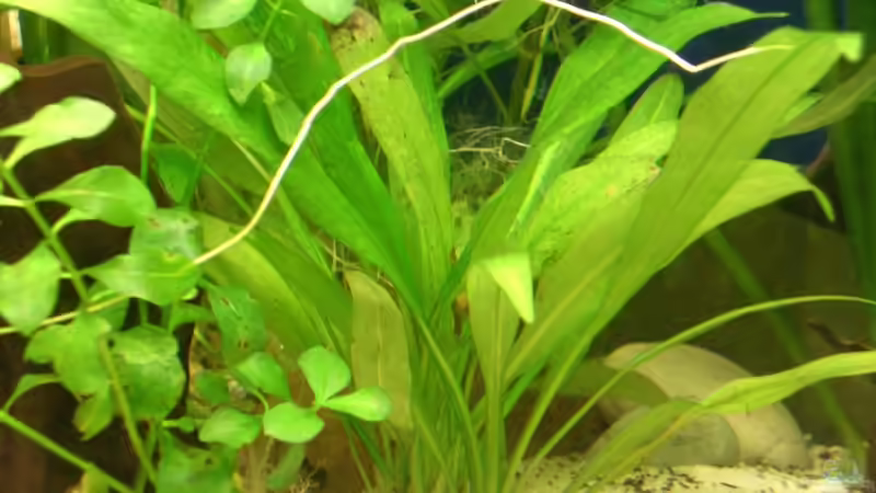 28.11.2010 Amazonas Schwertpflanze von M to the ilan (20)