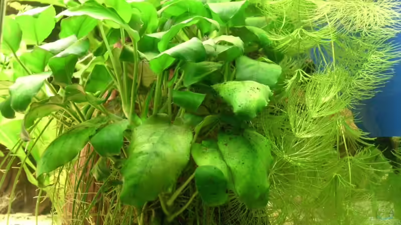 28.11.2010 Anubia nana (rechts auf der Wurzelhöhle) von M to the ilan (21)